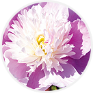 Pivoines