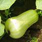 Cueillette du Tronquoy Le butternut