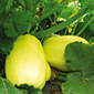 Cueillette du Tronquoy La courge spaghetti