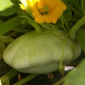 Cueillette du Tronquoy Le pâtisson