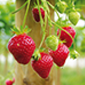 Cueillette du Tronquoy Fraises remontantes